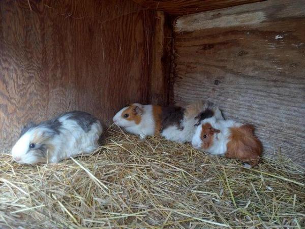 Image 4 of Baby guinea pigs forsale,short haired,Rex and rosette