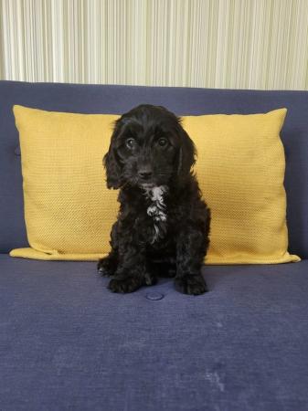 Image 9 of F1 Cockapoo Puppies for sale
