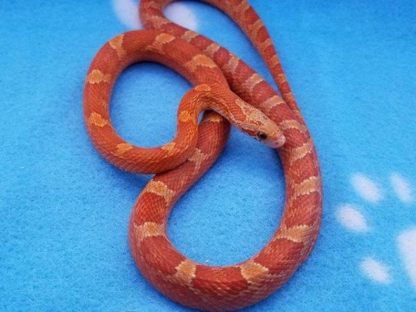 Image 5 of FOR SALE - 2022 Corn Snakes ultramel diffused granite pied