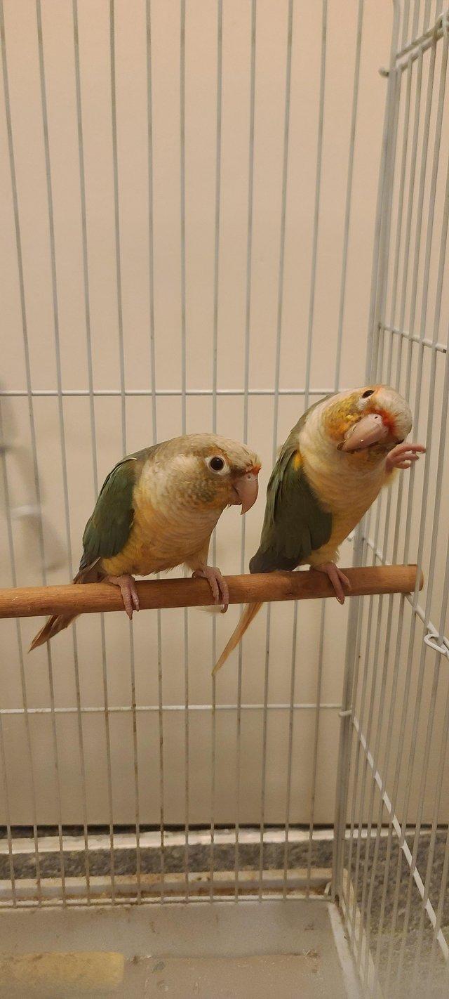 Preview of the first image of 1 year old pair of Conures Beautiful color..