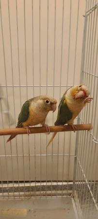 Image 1 of 1 year old pair of Conures Beautiful color.