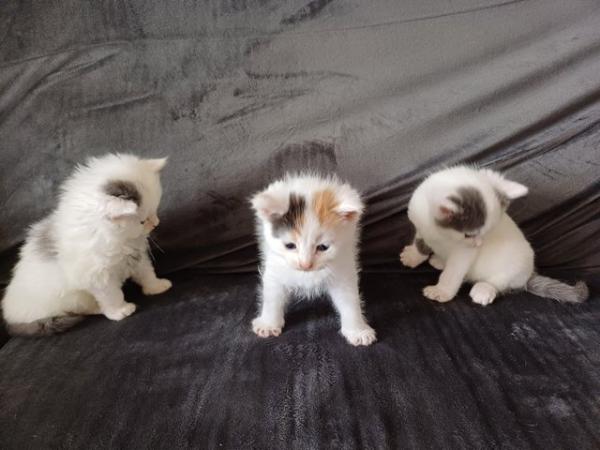 Image 4 of Turkish Angora kittens cross 1 remaining