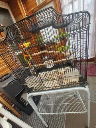 Image 3 of Yellow female parrotlet for sale