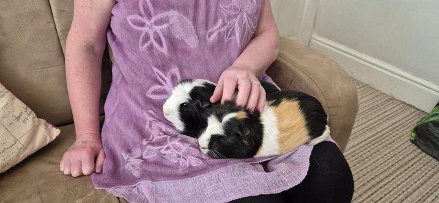 Image 5 of 2 x Male Guinea Pigs (brothers)