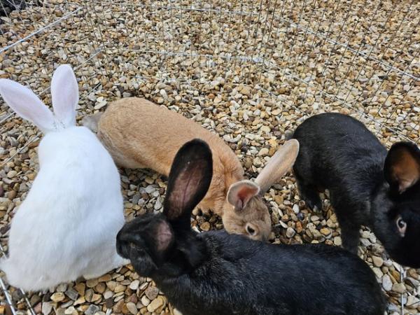 Image 2 of Continental giant rabbits various colours and both sets avai