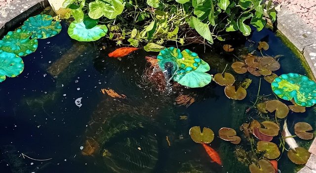 Image 4 of Pond Fish, all in one Pump and Plants