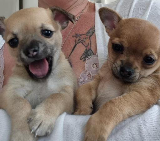 Image 27 of STUNNINGFemale Apple Head Chihuahua For Sale