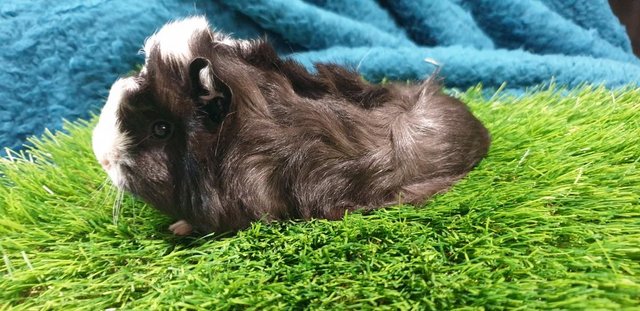 Image 2 of 3 lovely Male (Boars) Guinea Pigs for Sale