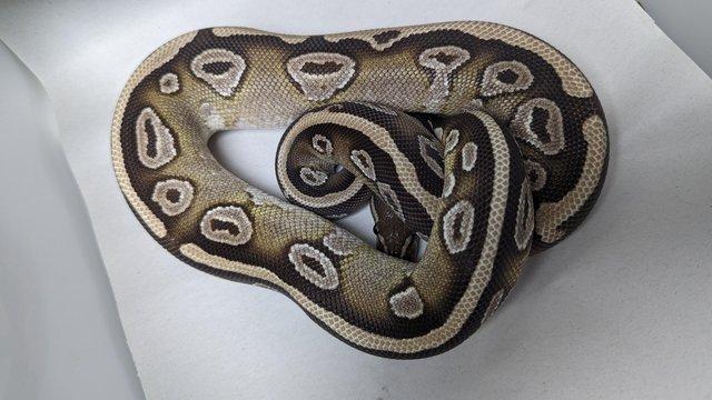 Image 24 of Whole collection of royal pythons for sale