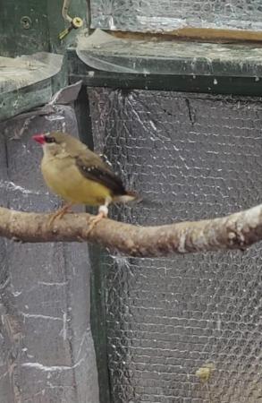 Image 2 of Strawberry Finches - Breeding Pair for sale