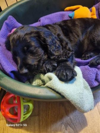 Image 14 of Last 1 left - Stunning KC DNA Tested Working Cocker Puppies