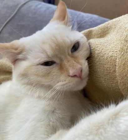 Image 3 of 8 months Flame point siamese cross rag doll Rare Female