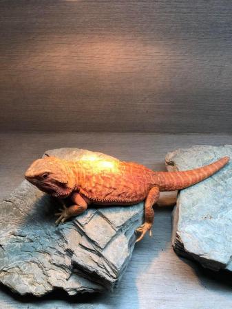 Image 5 of High Red Translucent G Stripe Hypo Female Bearded Dragon