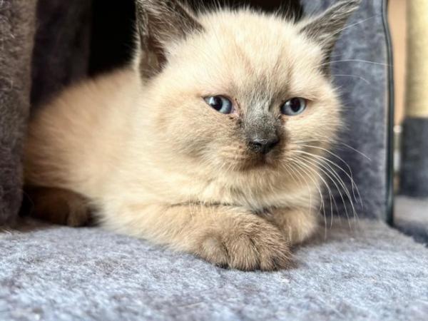 Image 20 of British Shorthair colourpoint kittens READY NOW