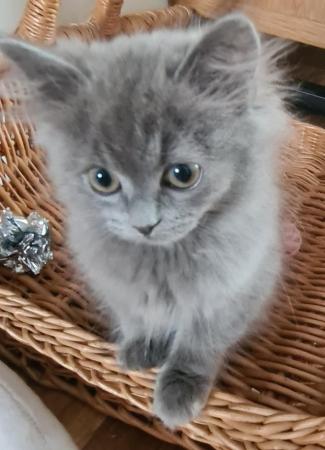 Image 12 of Ready to go beautiful ragdoll kittens