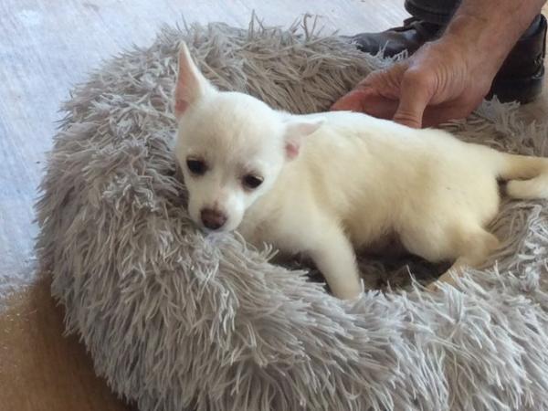 Image 1 of Pomchi puppies for sale 1 boy