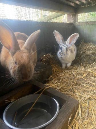 Image 3 of Well handled rabbits for sale Giants, mini lops &  Dutch X