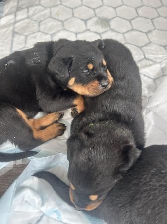 Image 6 of Gorgeous Rottweiler Pups not to be missed