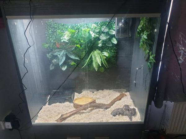 Image 1 of For sale my 1 year old cornsnake