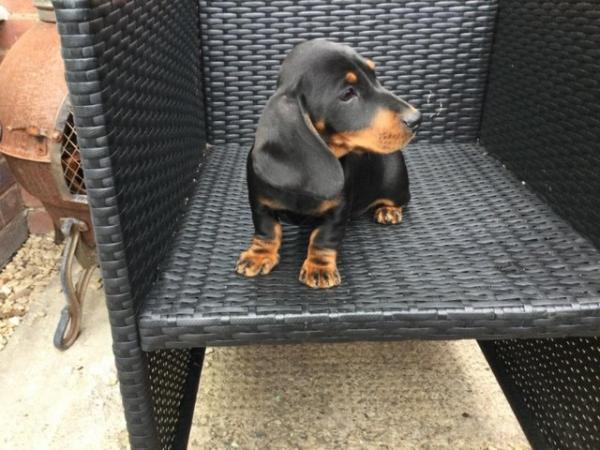 Image 5 of Dachshund puppies for sale