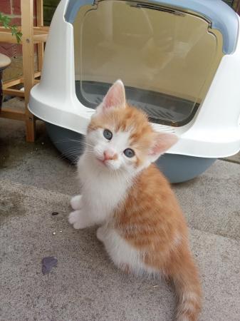 Image 4 of kittens looking for forever loving home