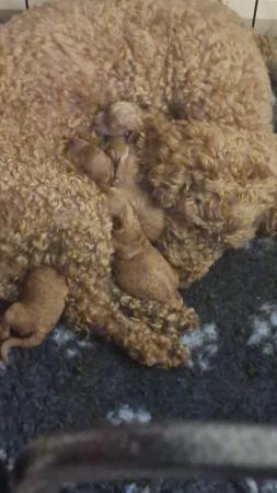 Miniature Cockapoo puppies 1 boy left DA HEALTH CHECKED. for sale in Llanfair Dyffryn Clwyd, Denbighshire