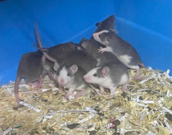 Image 5 of Fancy and dumbo rat babies looking for 5* homes