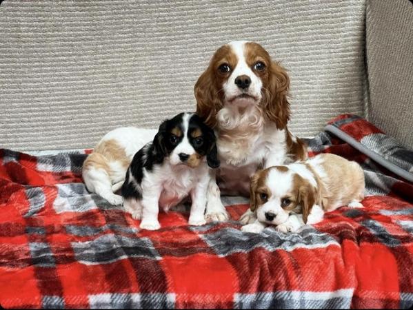 Image 9 of STUNNING CAVALIER KING CHARLES PUPPIES