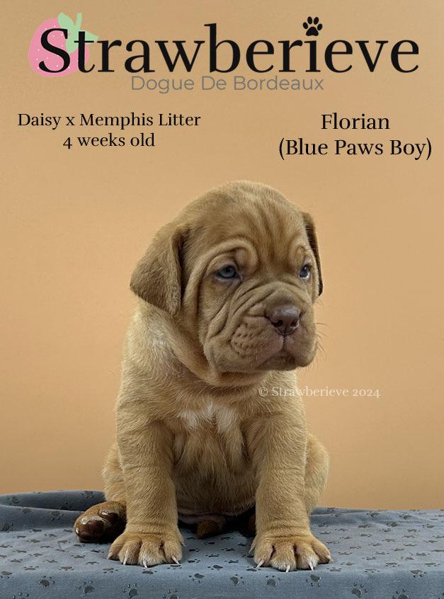 Preview of the first image of 12 Dogue de Bordeaux Puppies KC Reg Ready 14th June.