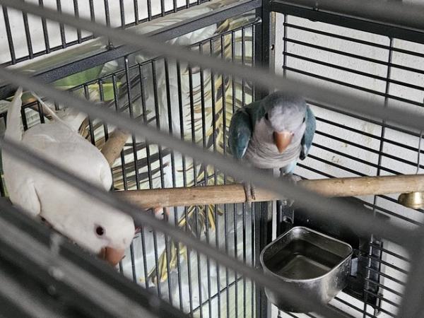 Image 6 of Young perfect pair of quaker parrots dna tested pair