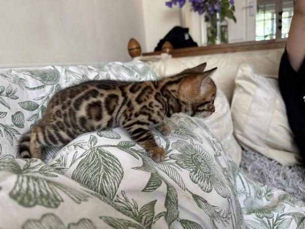 Image 17 of 5 generation TICA registered bengal kittens for sale.
