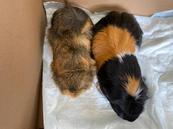 Image 6 of 2 Beautiful Guinea pig Sisters For Sale