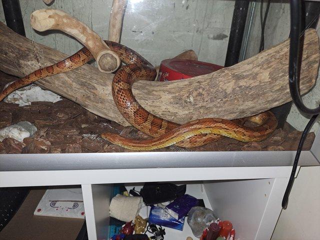 Preview of the first image of Corn snake and tank set up.