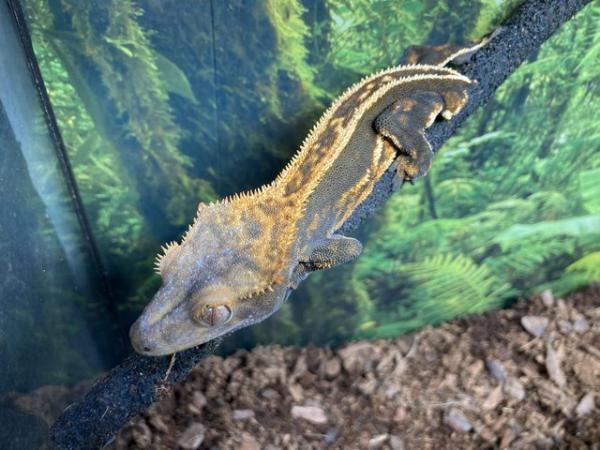 Image 1 of Dark base quad stripe male crested gecko with no tail