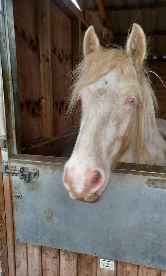 Preview of the first image of Quality 2yr old cremello cob gelding.