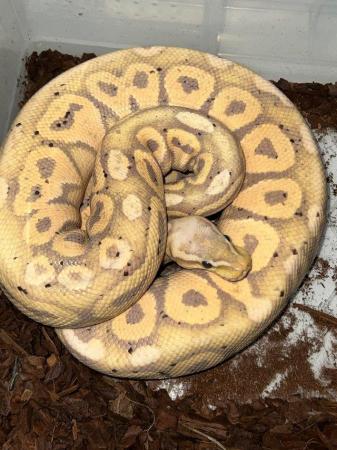 Image 7 of Variety morph ball pythons male & female