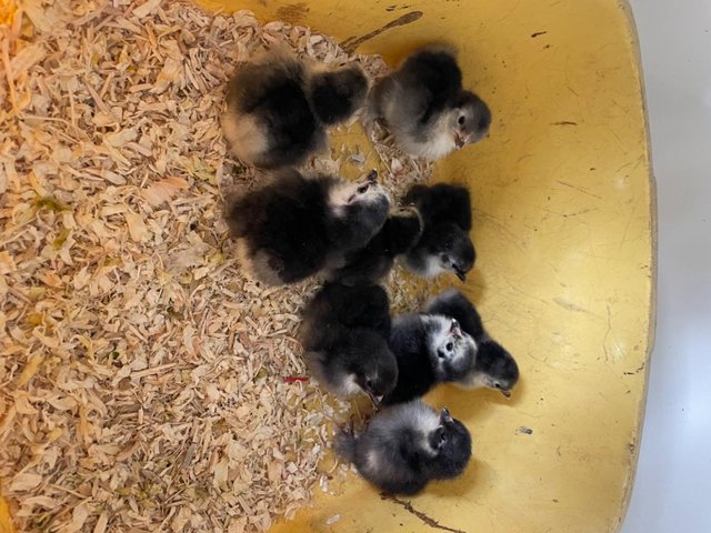 Preview of the first image of Unsexed Black (Lavender Split) Pekin Chicks.