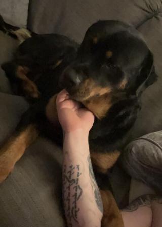 Image 3 of 2 year old male Rottweiler