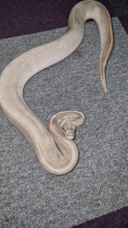 Image 1 of Royal python (purple passion):)