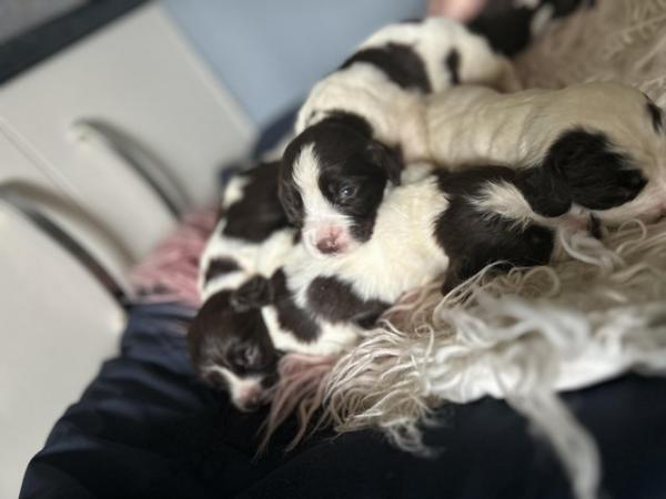 Image 5 of 2 weeks old springer spaniel puppys