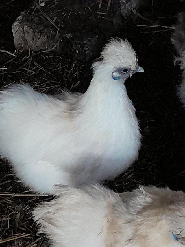 Preview of the first image of Silkie Bantams pol various colours available.