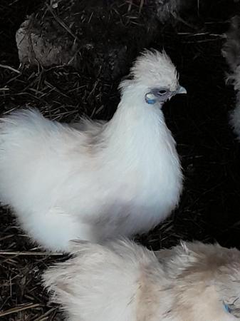 Image 1 of Silkie Bantams pol various colours available