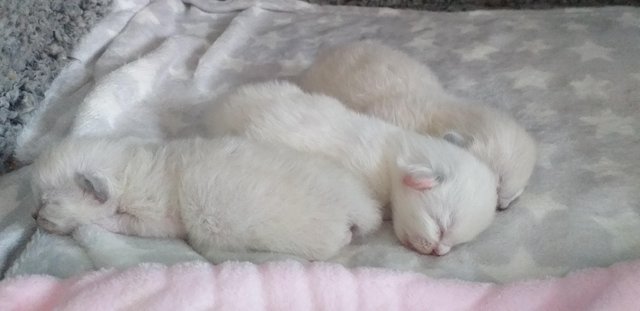 Image 4 of Pure Breed Ragdoll Kittens