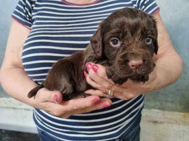 Image 5 of KC registered Cocker Spaniels puppies for sale