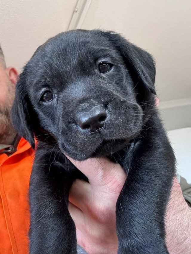 Preview of the first image of Labrador Puppy. Available to view.
