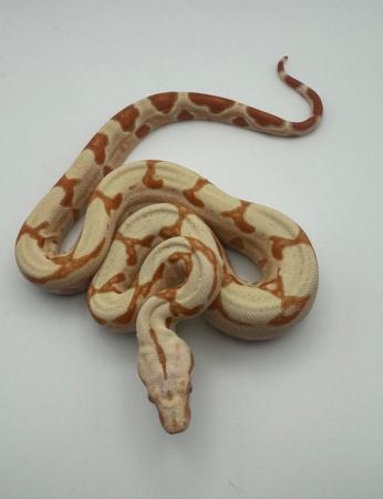 Image 2 of Baby Kahl Junglow boa males .