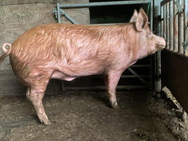 Image 2 of Pedigree Tamworth boar for sale