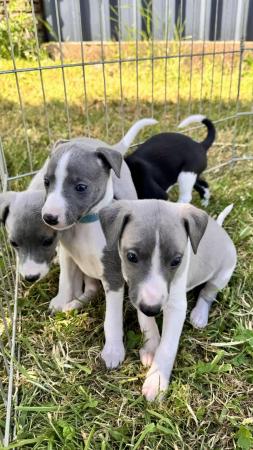 Image 4 of Beautiful working type whippet puppies