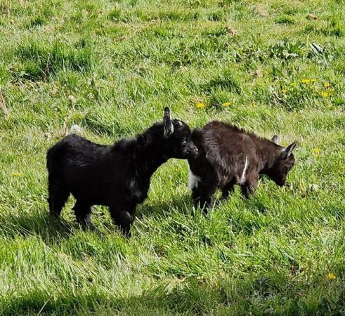 Image 1 of PYGMY GOAT BABIES FOR SALE