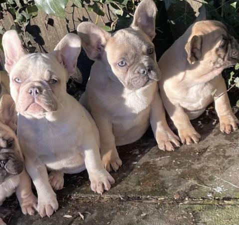 Image 1 of KC REGISTERED TRUE TO TYPE FRENCH BULLDOG BOY